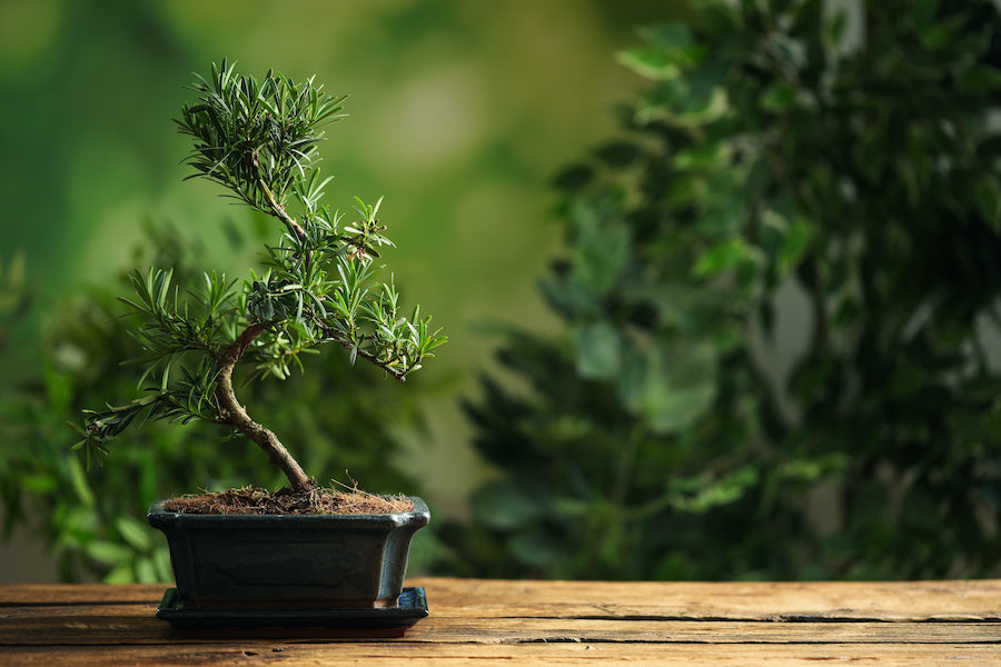 bonsai red Red Dragon Maple Specimen Bonsai Tree main image 0