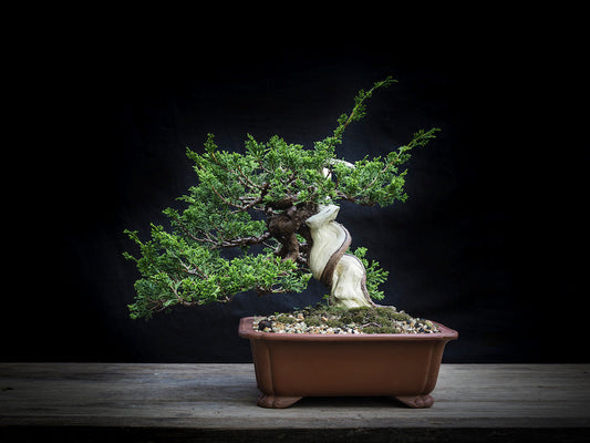 Pourquoi offrir un bonsaï est une excellente idée cadeau ?