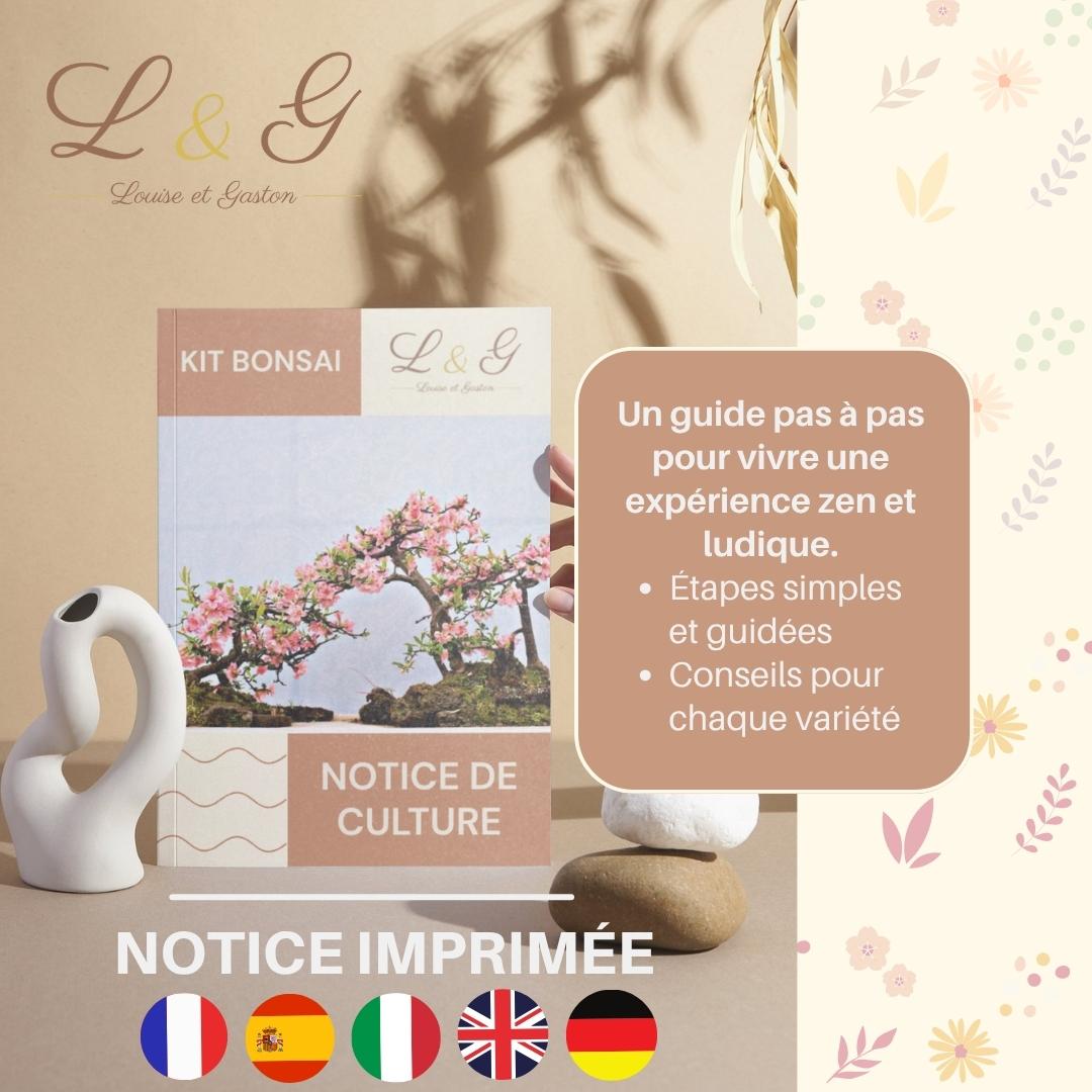 Kit 6 Bonsaï à faire pousser – Idée Cadeau Jardinage