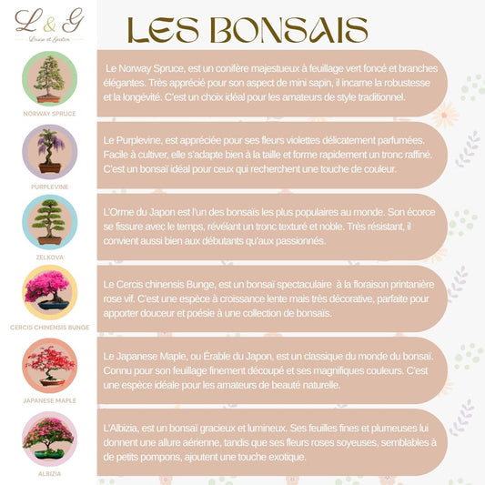 Kit 6 Bonsaï à faire pousser – Idée Cadeau Jardinage